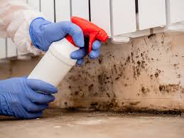 Mold Documentation for Insurance Claims in Arcola, IL